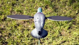 Balabán MOJO Pigeon - Duif