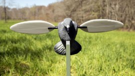 Balabán MOJO Pigeon - Duif
