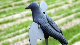 Balabán MOJO Crow - Kraai