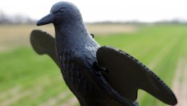 Balabán MOJO Crow - Kraai