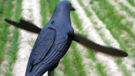Balabán MOJO Crow - Kraai