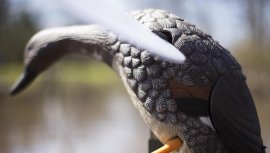 Balabán MOJO Gadwall - eend Kopřivka