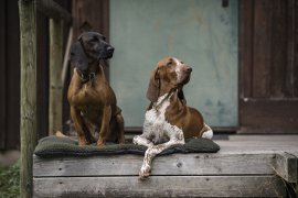 Honden deken Deerhunter 50x70cm