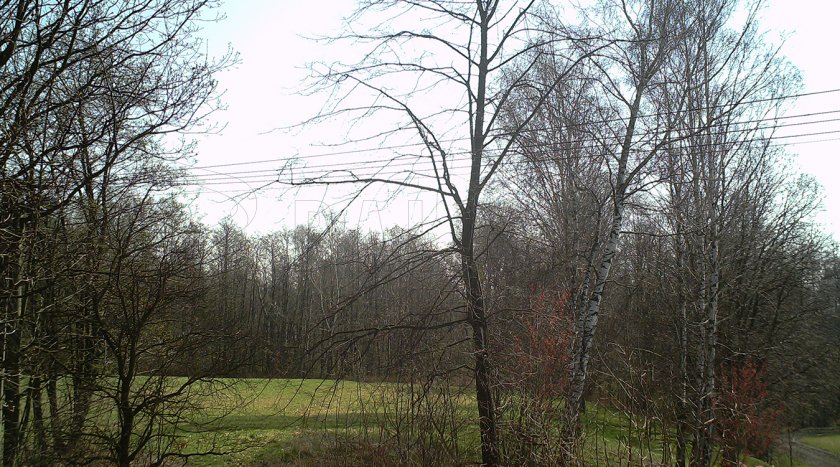 Wildcamera Forestcam Tiny