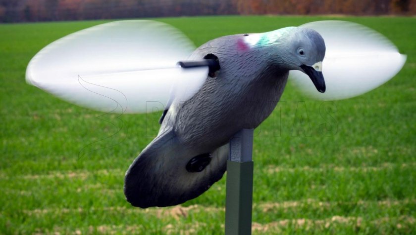 Balabán MOJO Pigeon - Duif