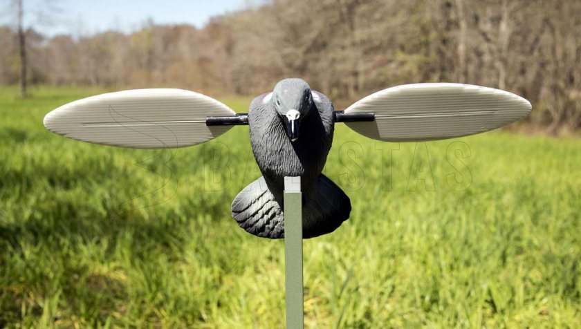 Balabán MOJO Pigeon - Duif