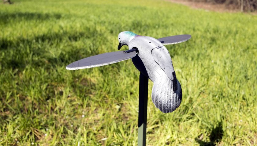 Balabán MOJO Pigeon - Duif