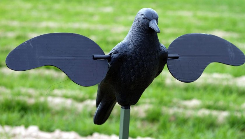 Balabán MOJO Crow - Kraai