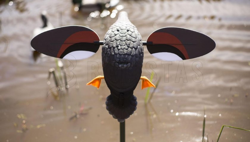 Balabán MOJO Gadwall - eend Kopřivka