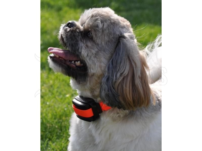 Halsband Dogtrace d-control professional 2000 orange