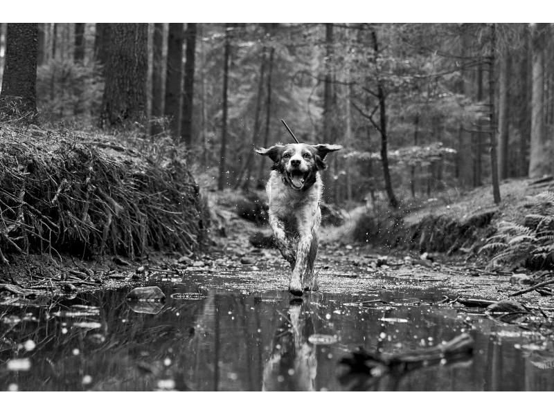 GPS-tracker Dogtrace DOG GPS X30