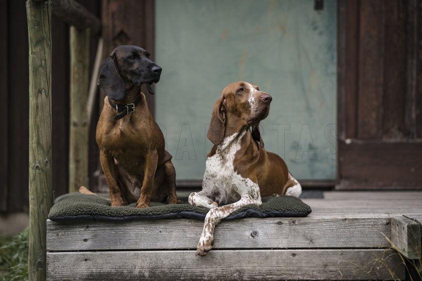 Honden deken Deerhunter 50x70cm